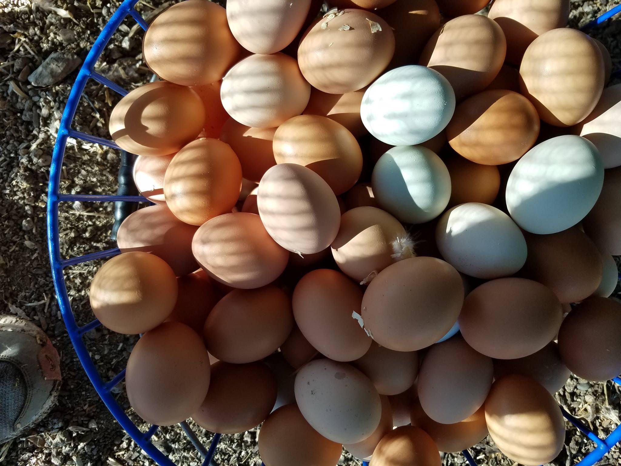 Farm Fresh Eggs