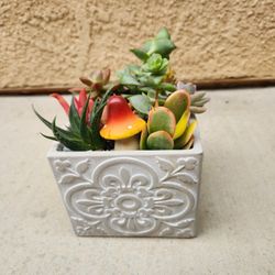 Succulent Arrangement