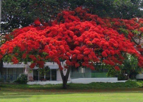 Flamboyant tree red flower/ Árbol Flamboyan flor roja tradicional de Puerto Rico 🇵🇷