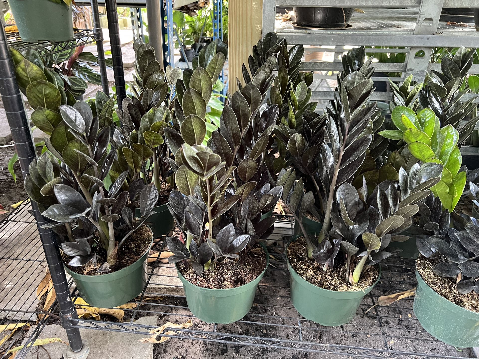 ZZ Raven In 8” Pot. SPECIAL PRICE 🤩