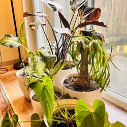 Bundle Indoor House Plants 🪴 