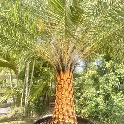 Sylvester Palms 
