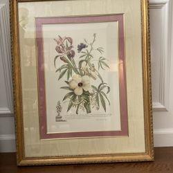 Two Vintage Botanical Prints, G.D. Ehert, 30” X 24”