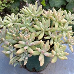 Suculentas Muy bonitas 