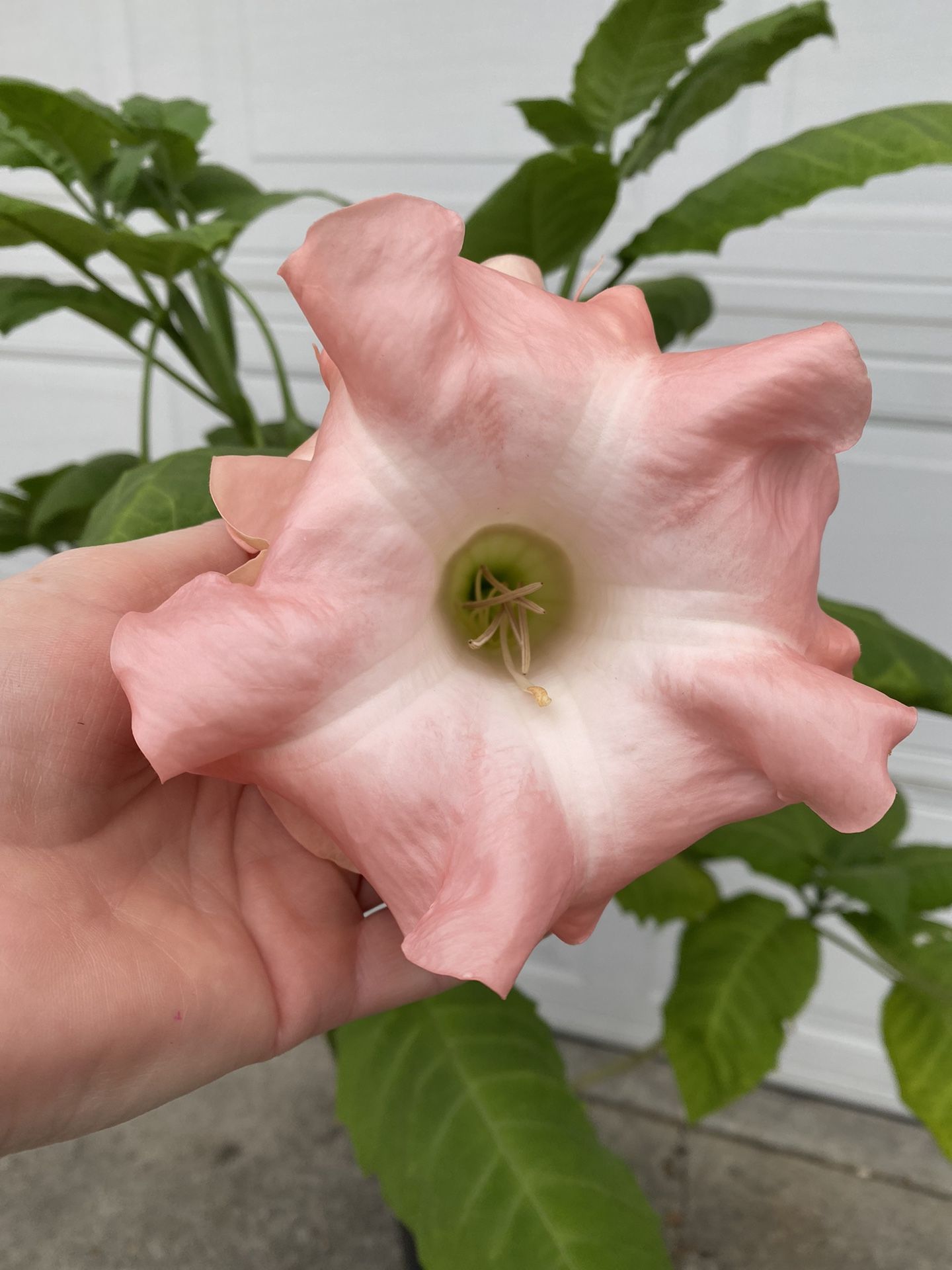 Ángel Trumpet Double Flowers Plant,  Outdoor Sun Or Shade Plant Blooms Many Times Of The Year  In 5 Gallons Pot Pick Up Only