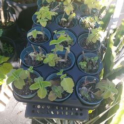 tray with 15 oregano plants $7.00