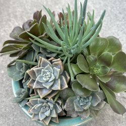 Succulents Gift 🎁