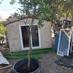 Árboles De Naranjas Dulces 