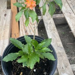 Crossandra Orange Flowers 
