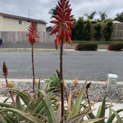 1.5 Gallon Pot Succulent Plant - Aloe Arborescens - Candelabra Aloe - Torch - Rooted & Established - 🪴- Drought Resistant 