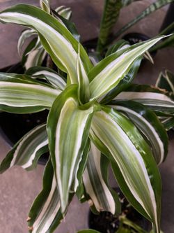 ✨ Dracena | White Jewel ✨