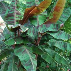 Zebrina Banana Plant
