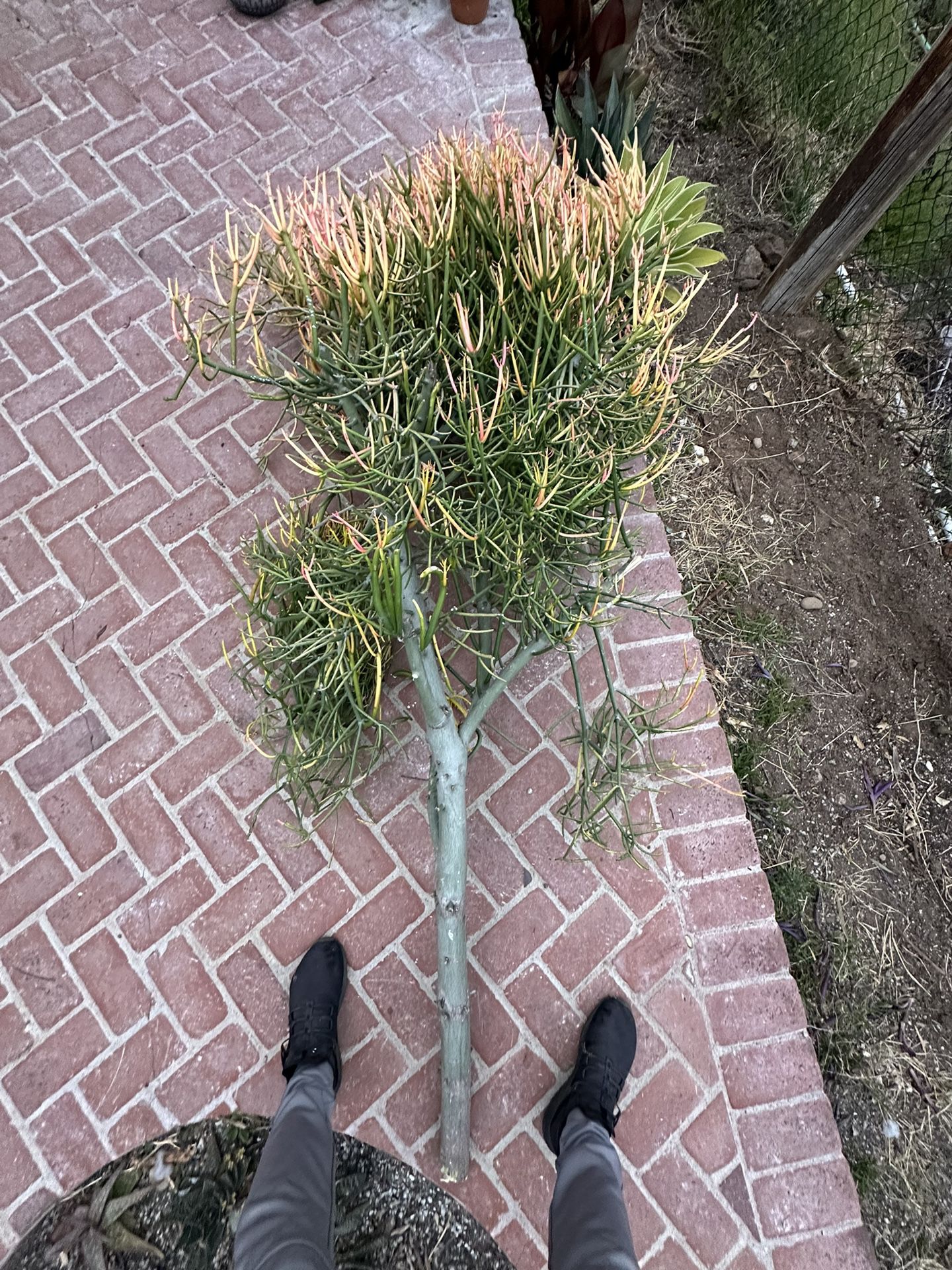 Huge succulent 7 Feet Tall Cutting