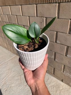 Treubii “Moonlight Pothos” 🪴