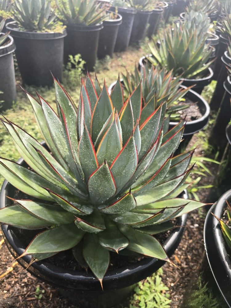 Agave Blue Glow