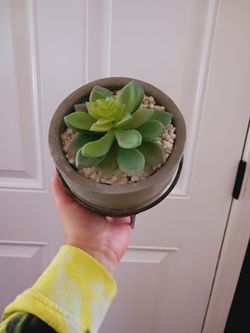 Artificial Plant