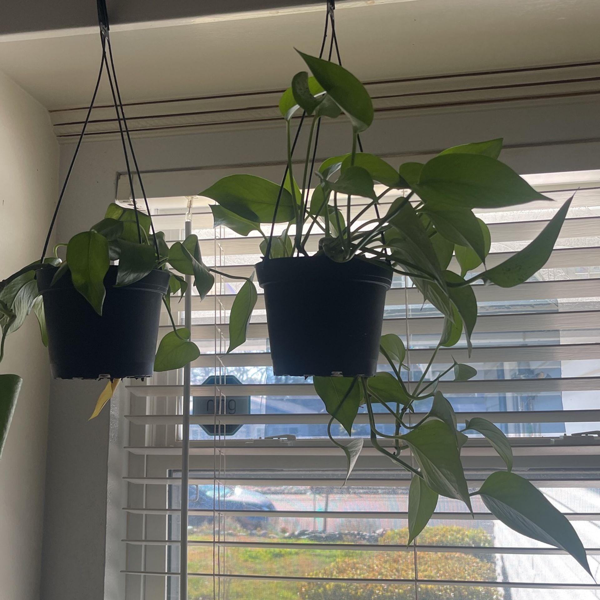 Plants