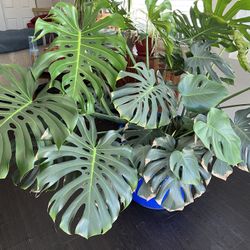 Monstera Deliciosa