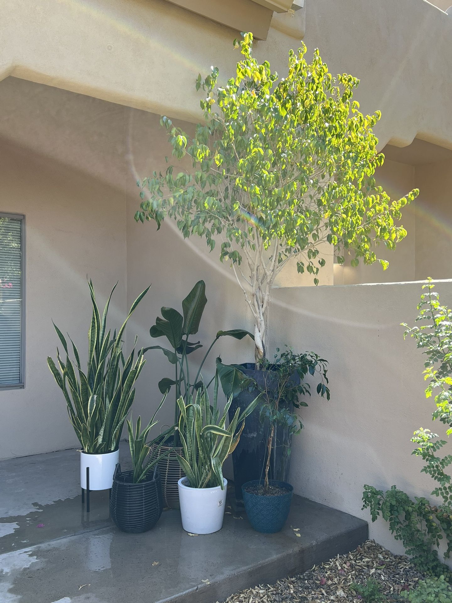 Plants 100 For All for Sale in Scottsdale, AZ OfferUp