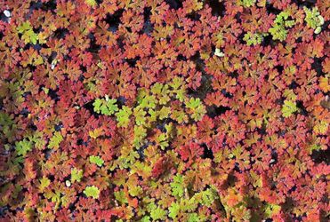 Azolla caroliniana Live Floating Pond Plant