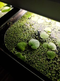 Floaters PLANT TRADE