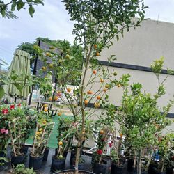 Large Citrus Trees Sale‼️25gl🍊🍋$200