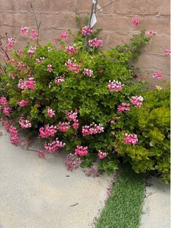 plants