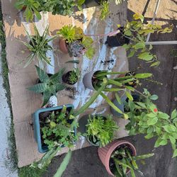 Plants and Succulents 