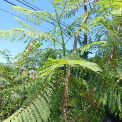 Jacaranda Shade  Trees 🌳  Por  Sale $30 Dollars 