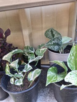 Pothos