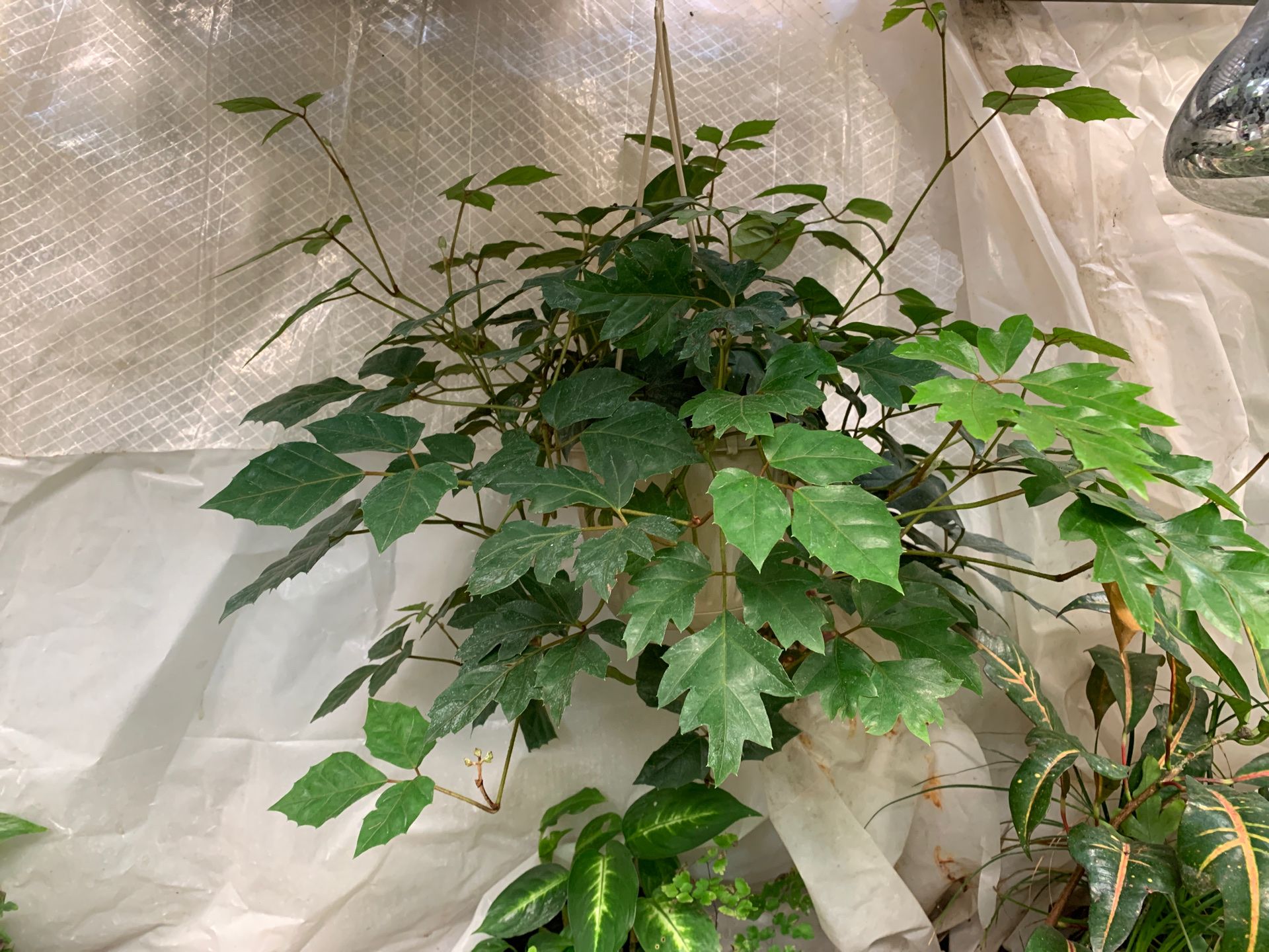 Grape ivy plant for Sale in Modesto, CA OfferUp