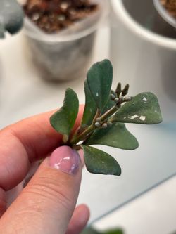 Hoya Manipurensis little heart with pedancles