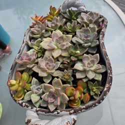 Succulent Arrangement