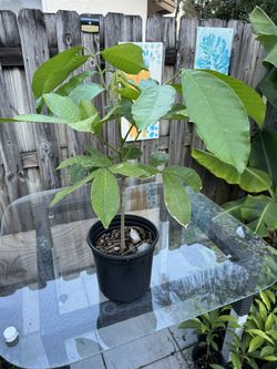 Ackee Plant 