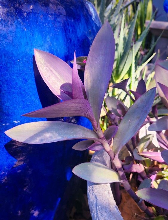 Purple Heart Succulent Cuttings ππΏ