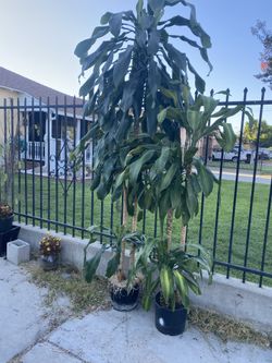 Big Beautiful House Plants