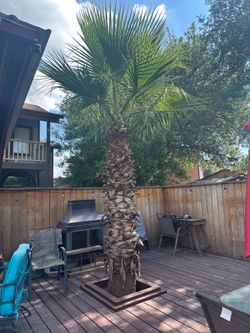 Free 9 foot palm tree. Must remove and haul away.