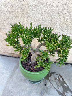 Succulent Jade tree