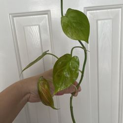 Philodendron Camposportaonum Plant CUTTING- Rooted