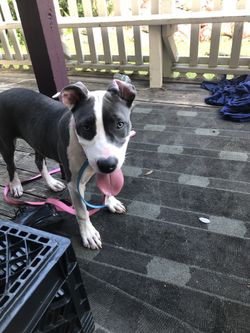 Pit bull 4 Sale