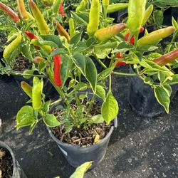 Hot To Medium And Extremely Hot Peppers