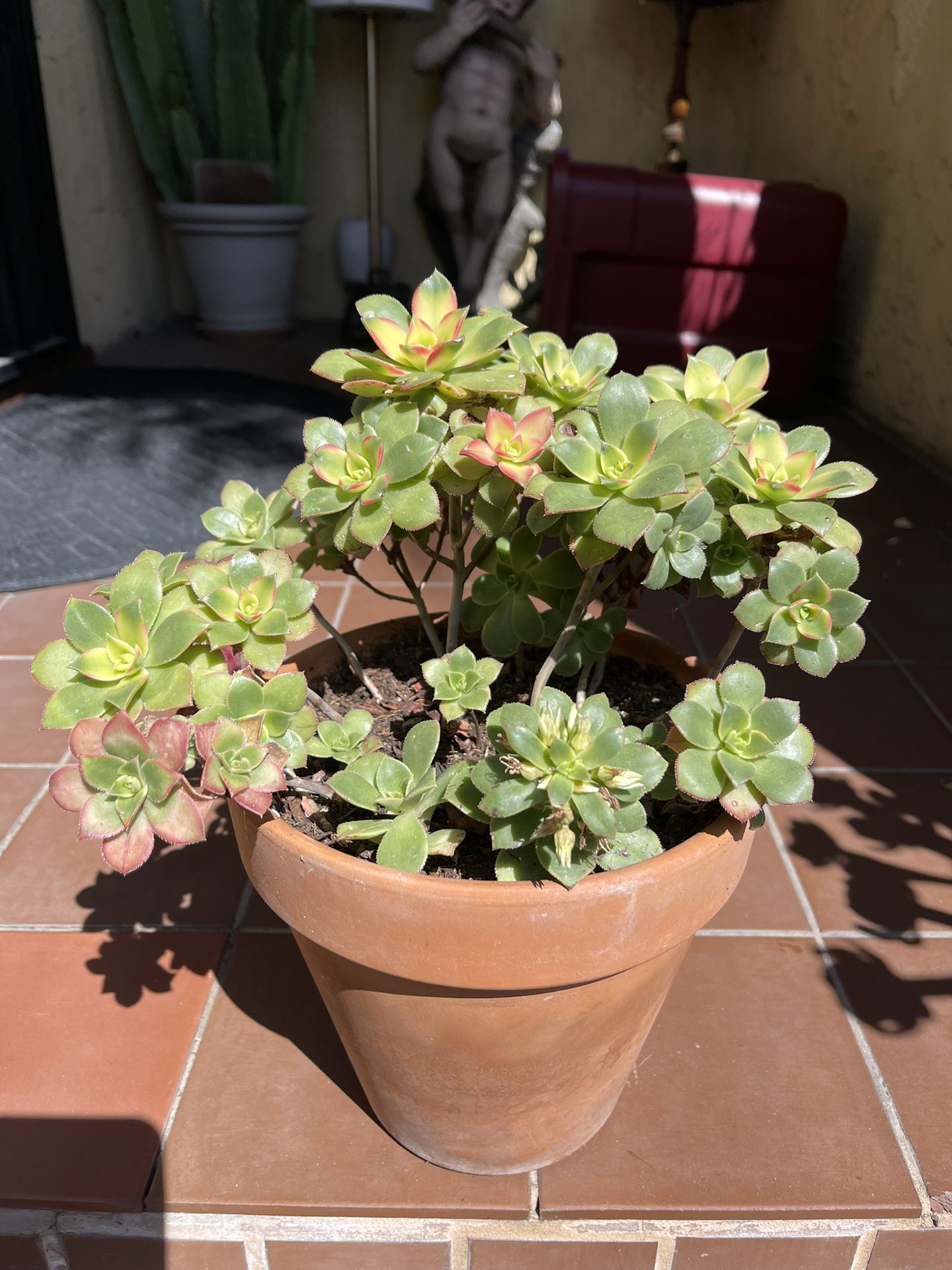 Variegated Aeonium Kiwi Succulent Plant