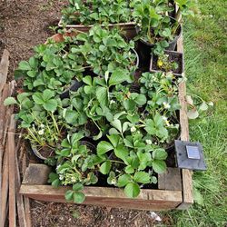 Strawberry Plants