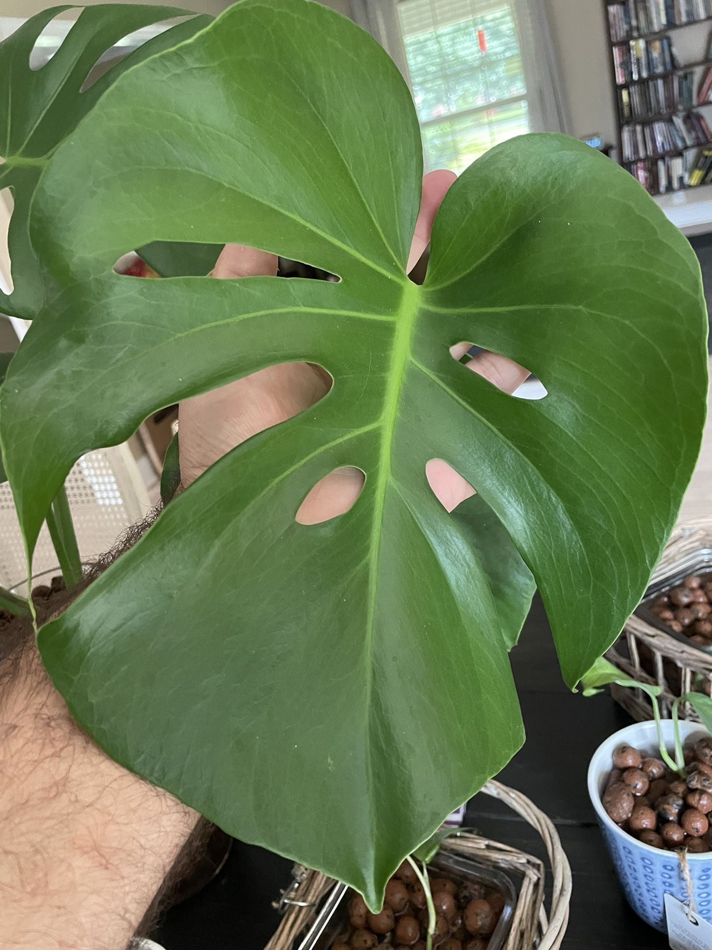 House Plants