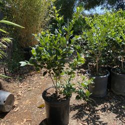 Ligustrum Texanum Bush 
