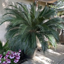 Sago Palm