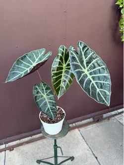 6” xxl Alocasia watsoniana big leaves