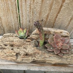 Oceanside/ Desert Aura—Driftwood Succulent/Cactus 