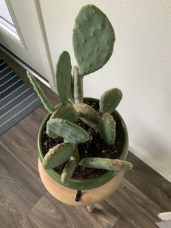 Cactus. Prickly Pear $75