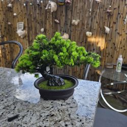 Realistic Bonsai Tree